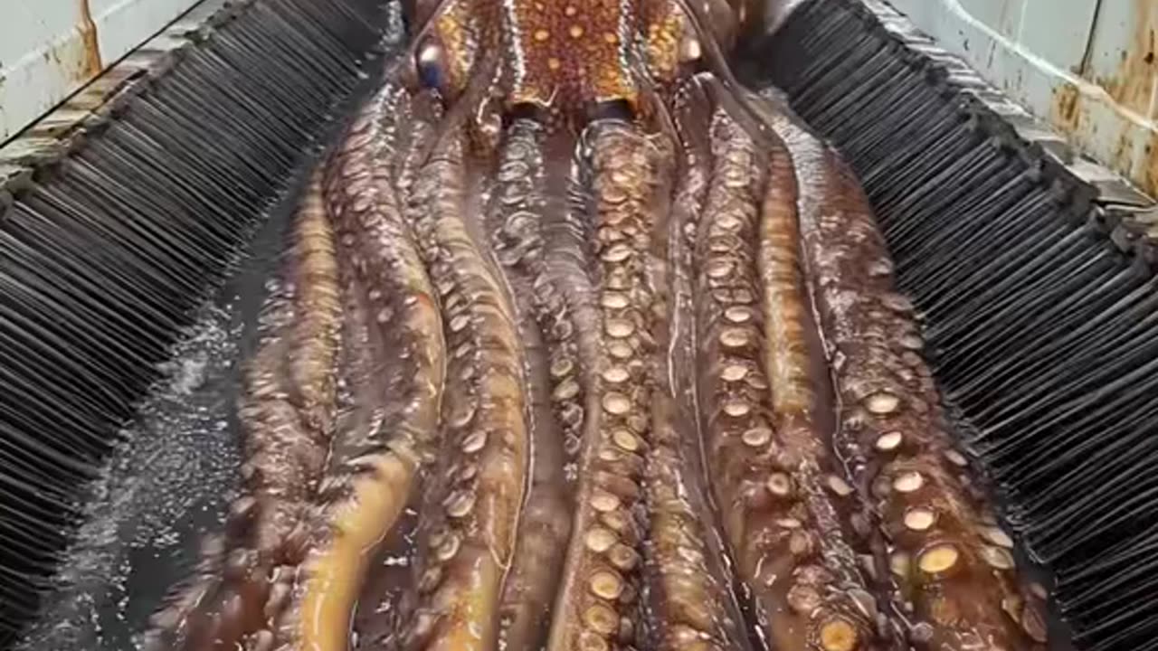 Giant Squid Rescue❤️🦑 A giant squid being cleaned and released back into the ocean🌊