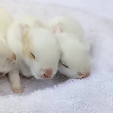 Baby Bunnies