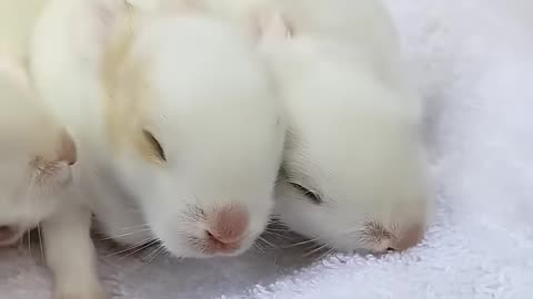 Baby Bunnies