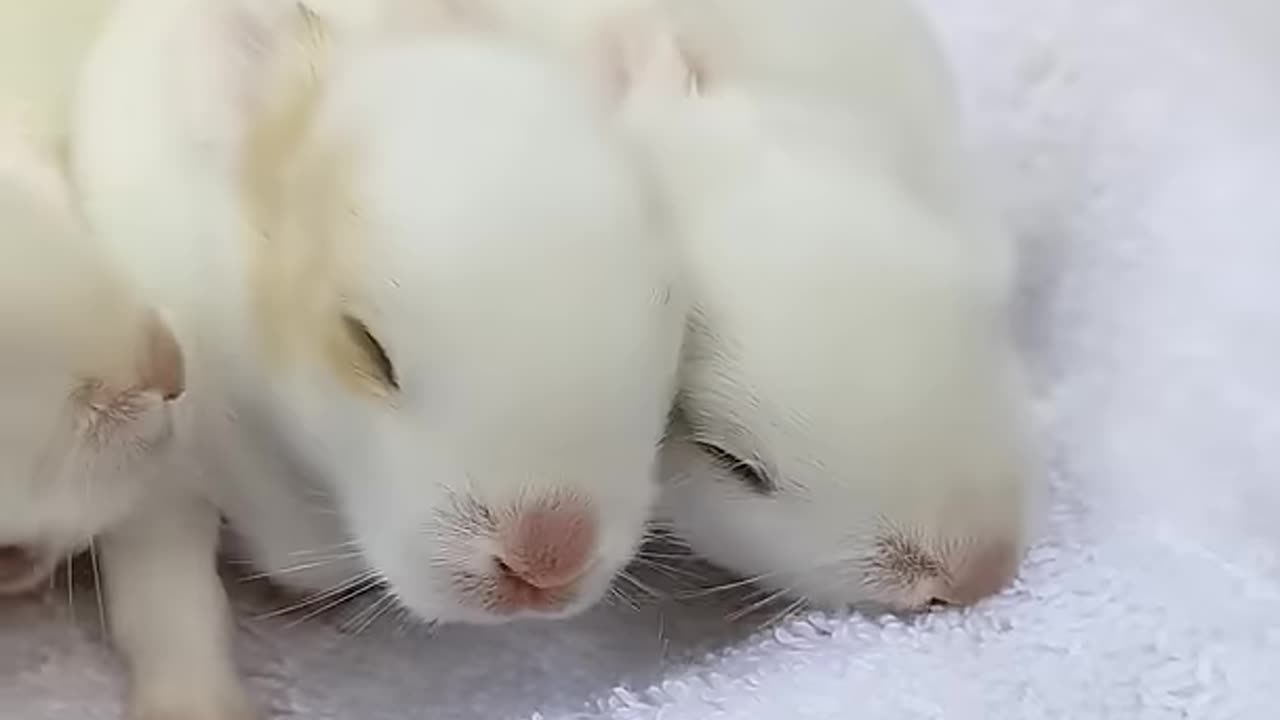 Baby Bunnies