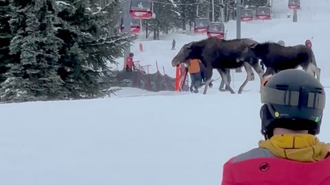 Moose Family Hits The Slopes In Jackson Hole