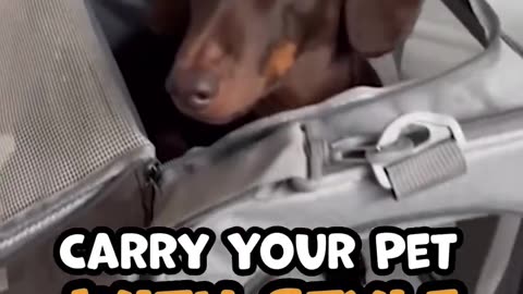 Dog Travel Bag | Portable Pet Carrier Bag for Dogs & Puppies