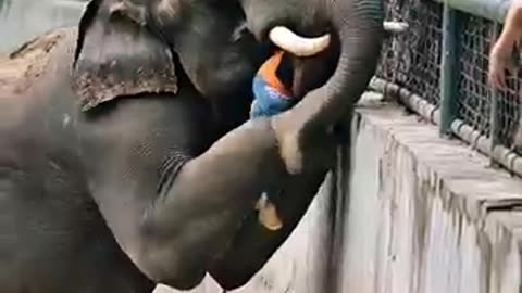 Animal is best friend