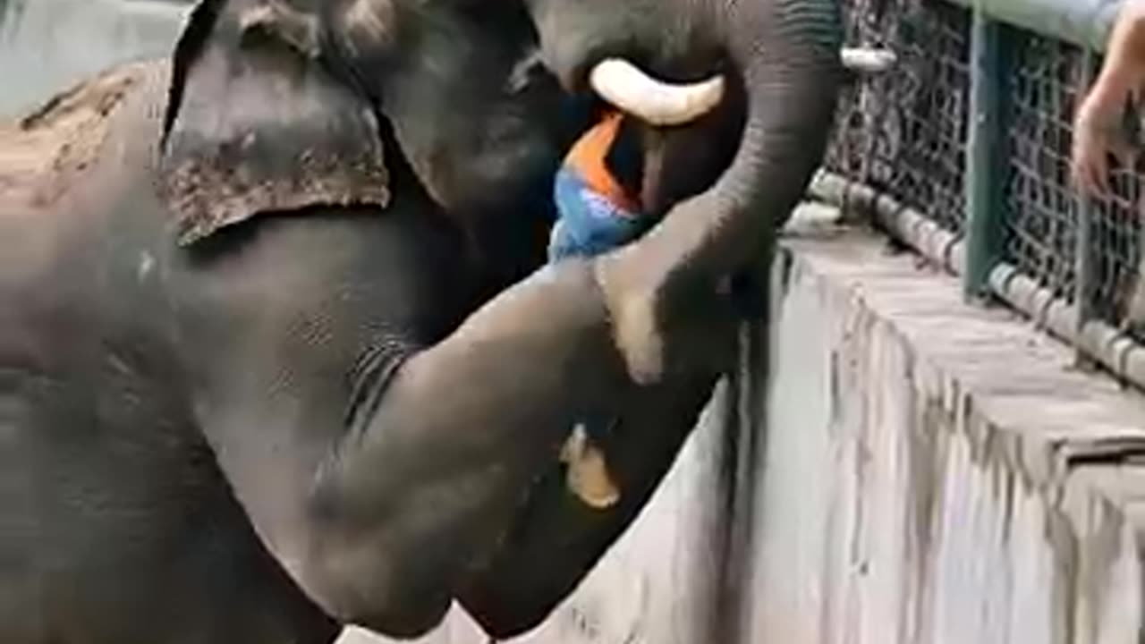 Animal is best friend