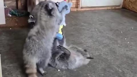 Rescue a raccoon cubs…