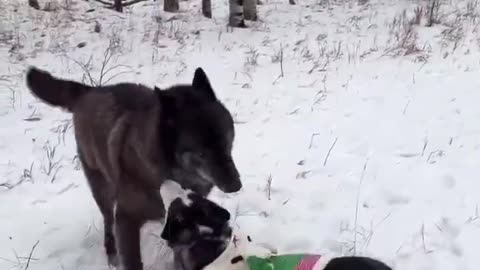 Woe Day 120. I am in the ark. Waiting for GOD to open the Door for a spring/summer Pentecost rapture