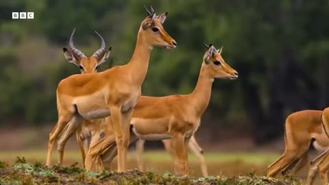 The Extraordinary World for the Animal Kingdom.