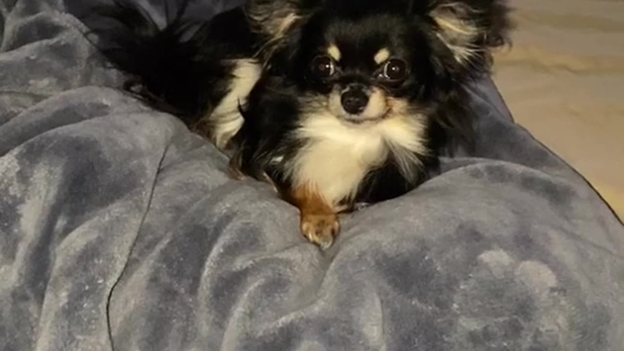 😱🐶 Are These Orbs Or Just A Scared Dog? | TheHauntingHour