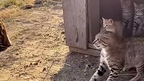 Leopard and cat face-off