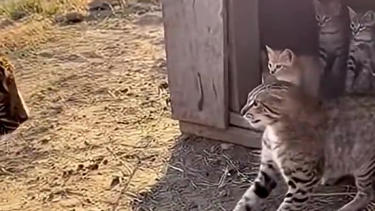 Leopard and cat face-off