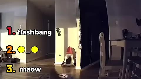 Amazing: Ranking Funniest Cats Under Surveillance 🎥
