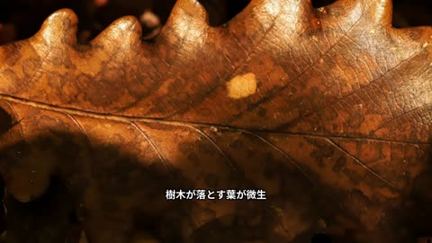 地球を変えた最古の木の物語！