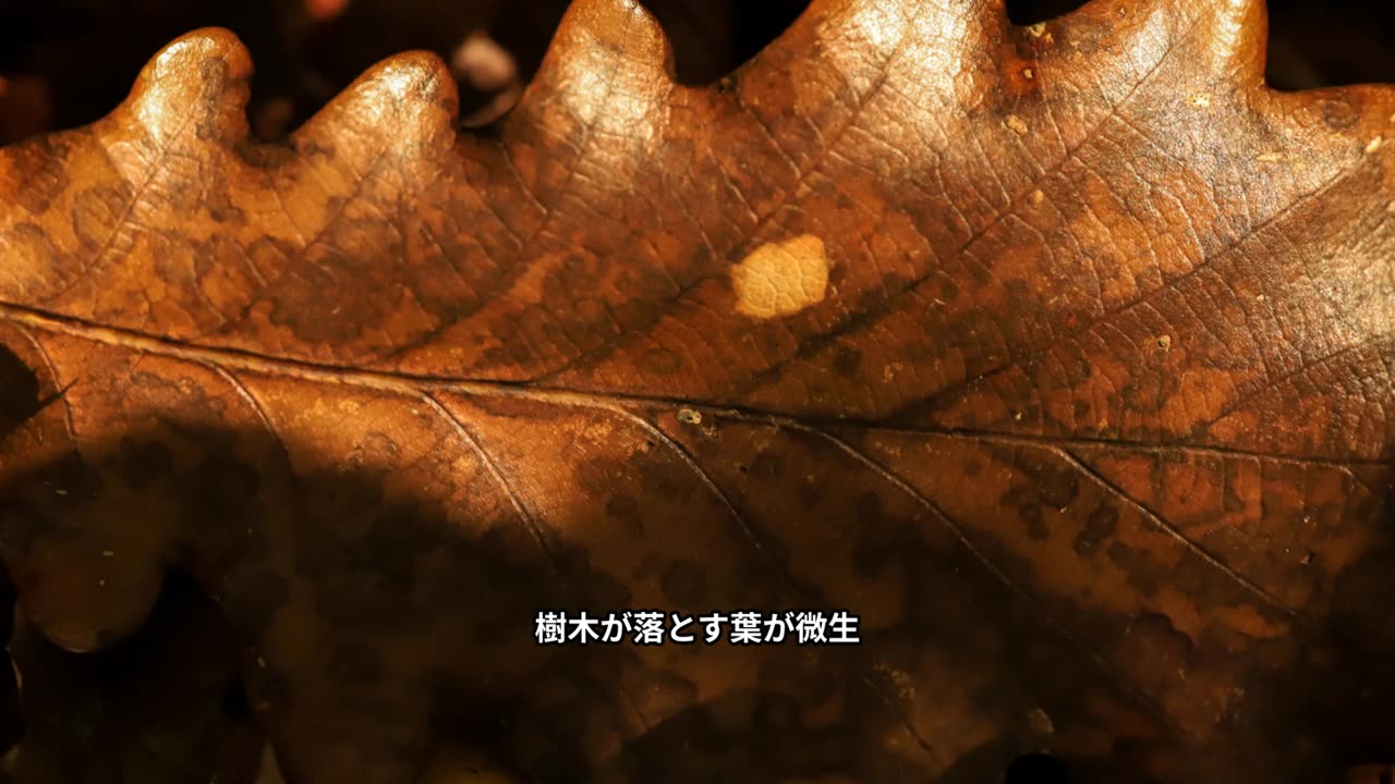地球を変えた最古の木の物語!