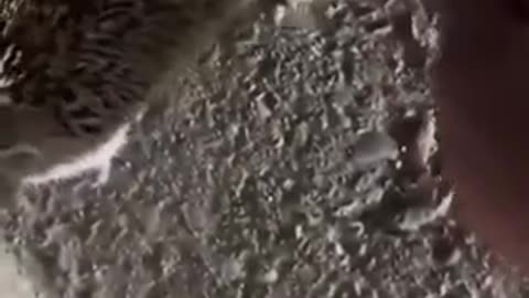 A hedgehog approached a human so that he could remove the tape from its paw.