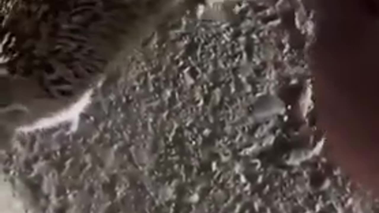 A hedgehog approached a human so that he could remove the tape from its paw.