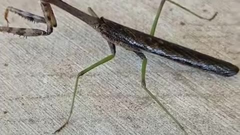 Praying Mantis #nature #insects #prayingmantis