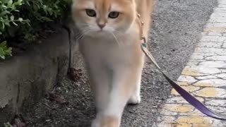 Cute Kittens and Puppies