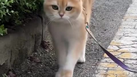 Cute Kittens and Puppies