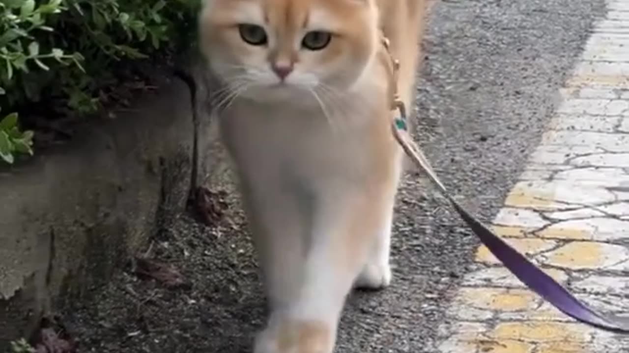 Cute Kittens and Puppies