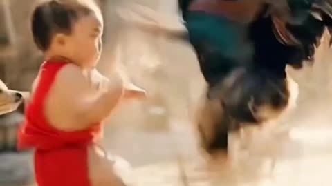 Funny Rooster 🐔 fighting with Boy👶