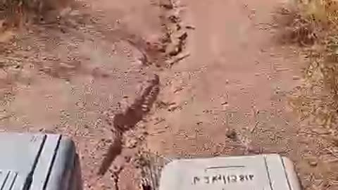 animals