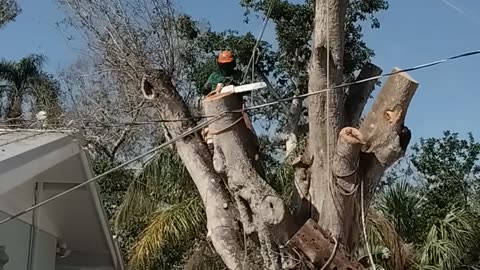 Tecos total tree proper way to remove large heavy limbs near structure