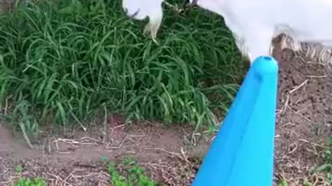 草を食べている山羊さん