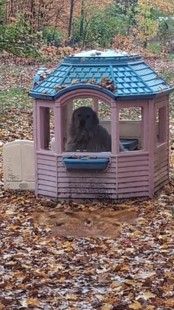 Great Pyrenees Takes Shelter In Playhouse During Rain