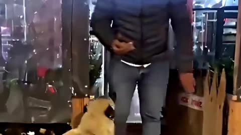 Stray Dog Visits Store Owner Everyday for Some Food and LOVE❤️🐕‍🦺❤️
