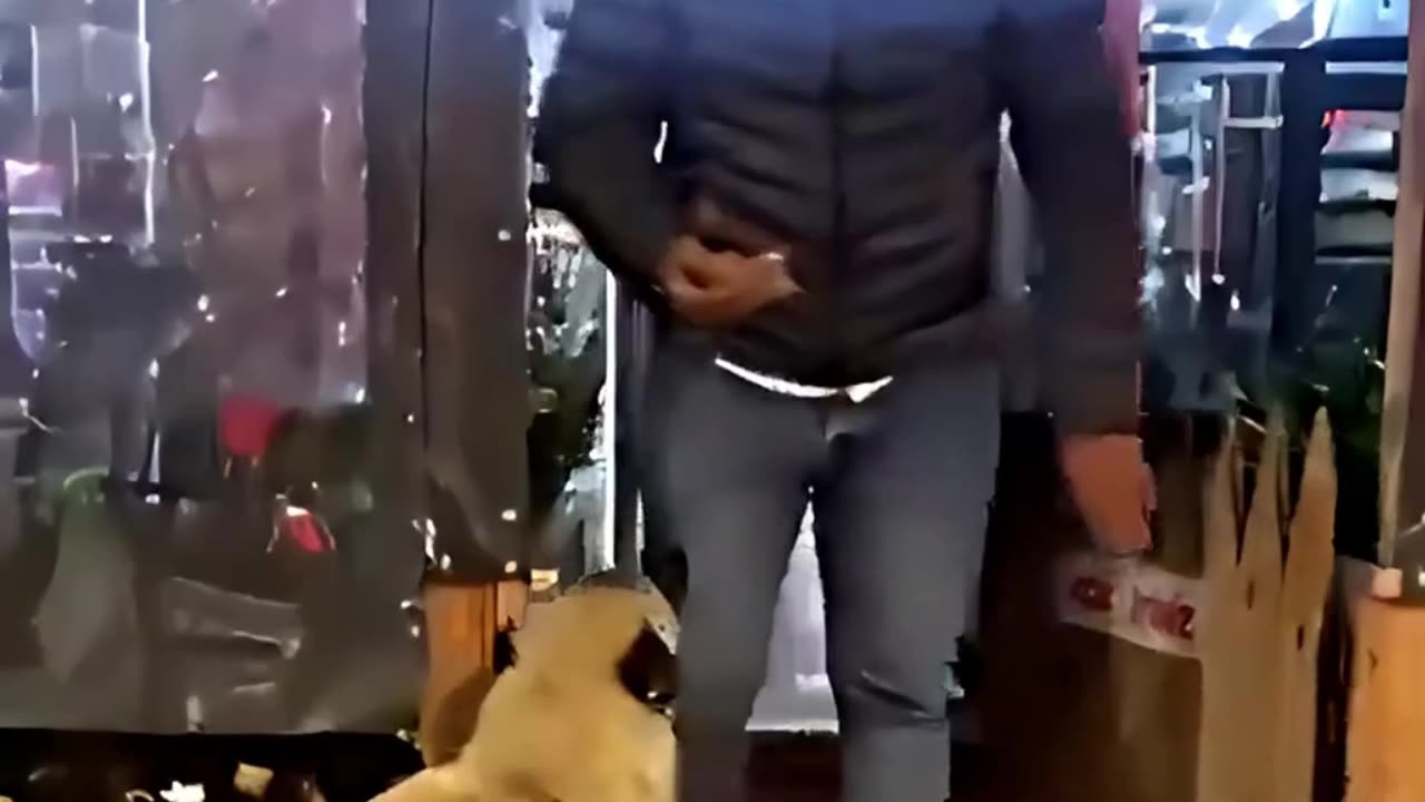 Stray Dog Visits Store Owner Everyday for Some Food and LOVE❤️🐕🦺❤️