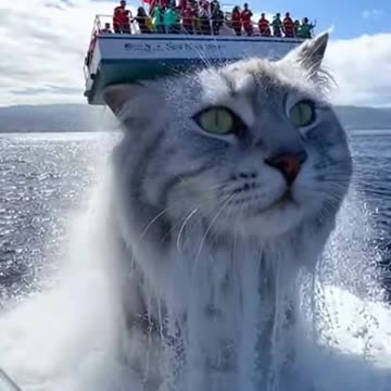 Whale Boat Cats