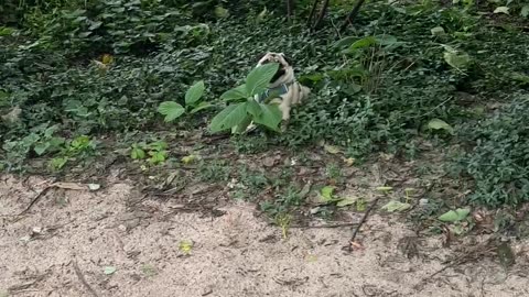 Pug Pretends She's a Plant to Get Out of Leaving the Park