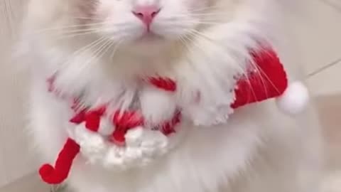 Naughty Cats 🥰 TikTok Viral cats 🥰Pet lovers 🥰#shorts #cat #pets #youtubeshorts_2