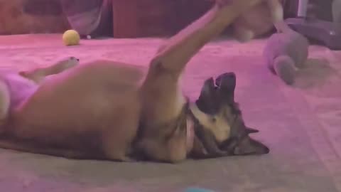 "Big and Scary" German Shepherd Loves Her Toy