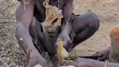 Hadzabe Tribe Prepare Soft Lunch Delicious. Real African Bush Life