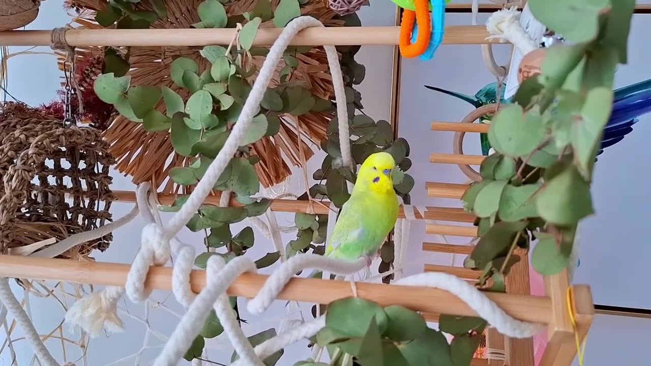 Cute budgies HAPPY CHIRPING in the morning #australia #budgies #budgiebliss #cutebirds #cutepets