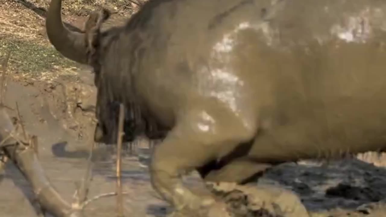 "Aggressive Buffalo Thrashes Wildly in Muddy Water!"