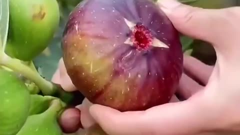 Did you know? The white sap from figs is worth more than gold