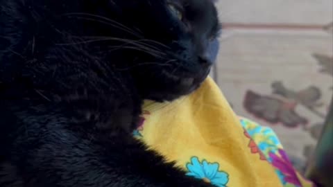 Cute Precious Piper is a Relaxing Lap Cat - My Adopted Shelter Cat Vlog #shorts