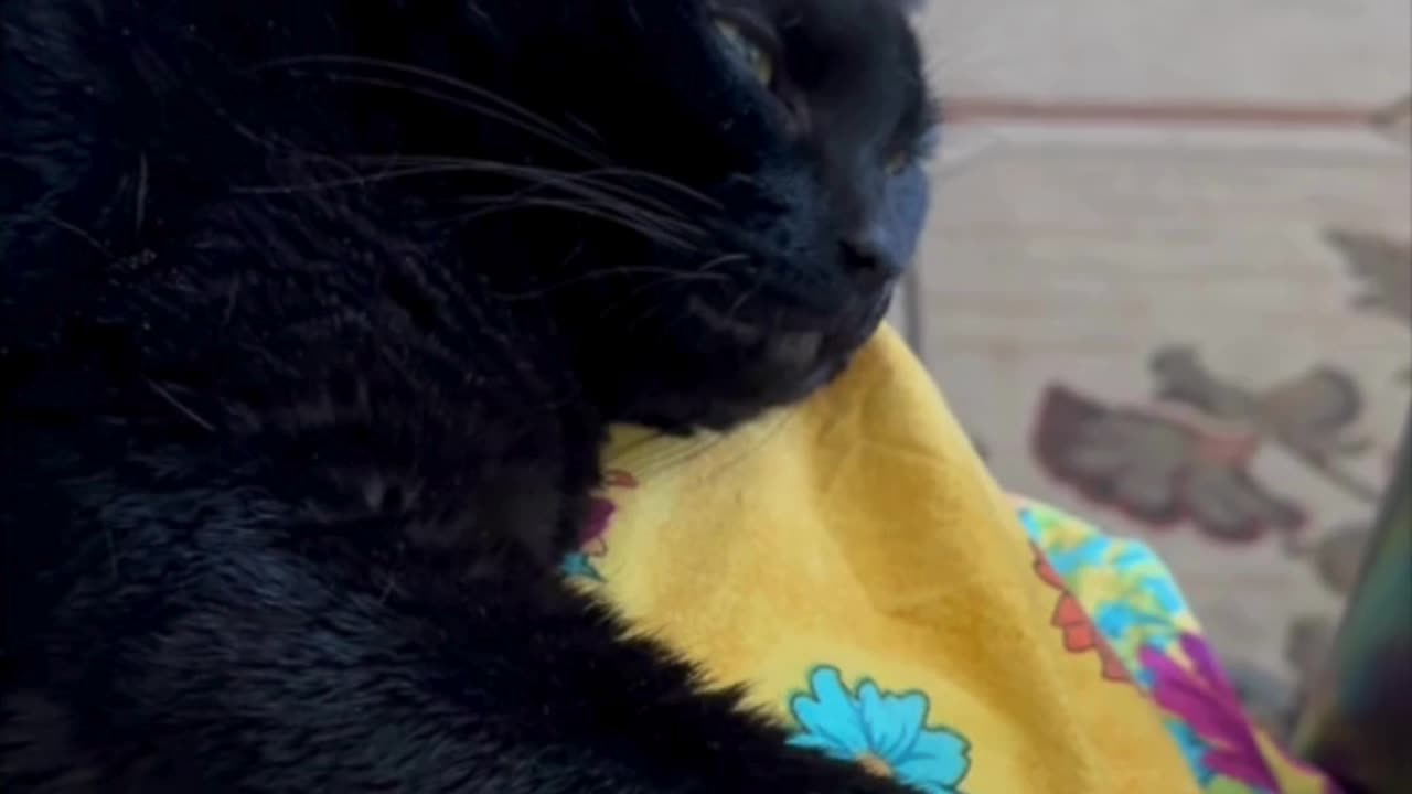Cute Precious Piper is a Relaxing Lap Cat - My Adopted Shelter Cat Vlog #shorts