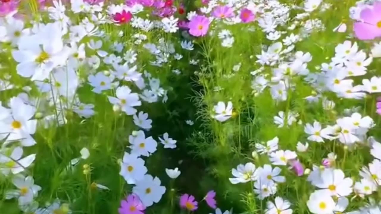 بابا نوروز ایرانیان