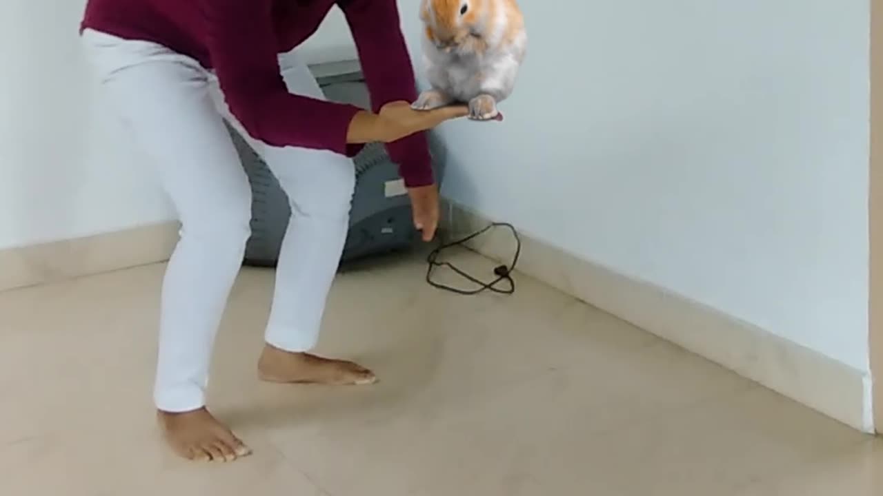 Magic Dekho-47-Bobby Balancing Rabbit-Tiktok