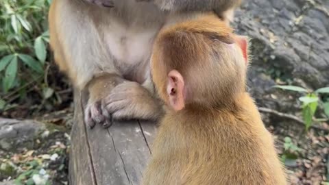 Cute Baby Monkey Holding Tight to Mom ❤️ | Animal Explore