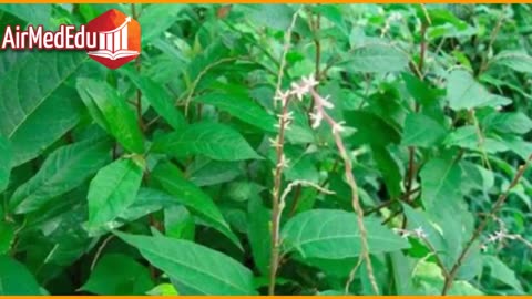 35 Beneficios de las Hojas de Anamú