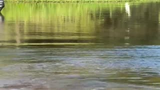 😂🐊 This Man's Crocodile Catch is INSANE! | FunFM