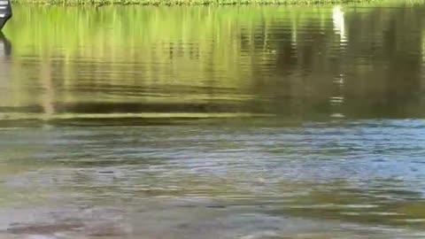 😂🐊 This Man's Crocodile Catch is INSANE! | FunFM