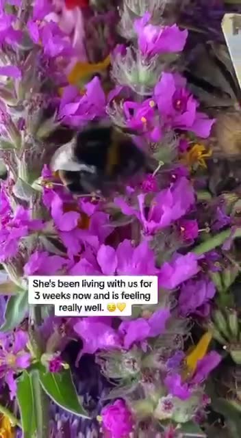 Bee rescue
