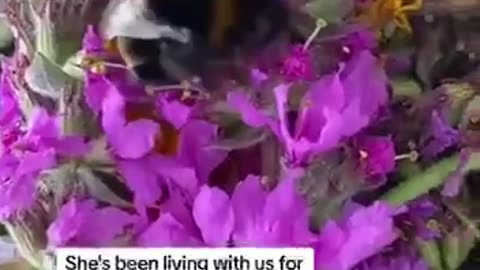 Bee rescue