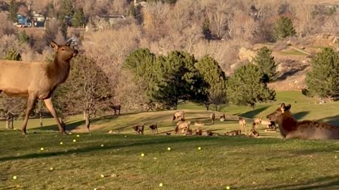 Golf Course Gets Shut Down When Elk Pass Through