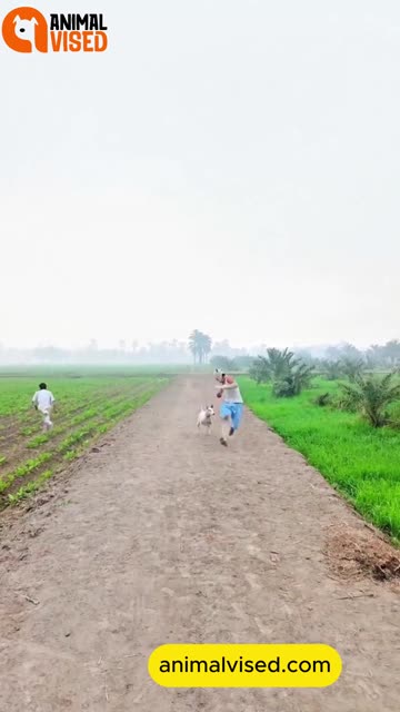 Funny Animal Video | Cute & Hilarious Pet Moments